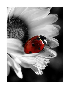 ladybug